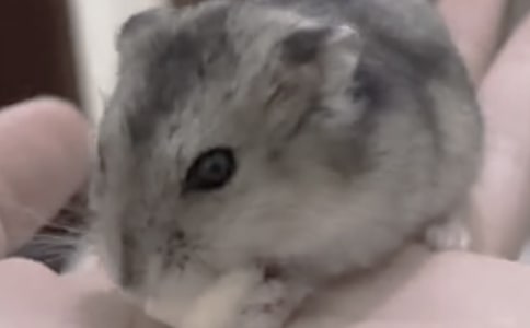 我實現(xiàn)了倉鼠夢作文