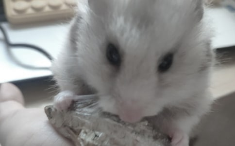 С�WԒ�}���ģ��^��}��