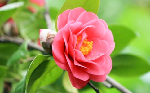 美麗的山茶花優(yōu)秀作文推薦