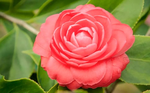 永遠的山茶花開初三作文1000字(通用5篇)