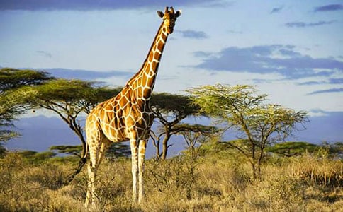 �L�i¹���g(sh��)�n��