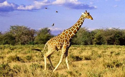 �а����g(sh��)�ɐ۵��L�i¹�̰�