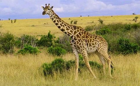 С�����g��˺�N���������L�i¹���̰�����ӷ�˼