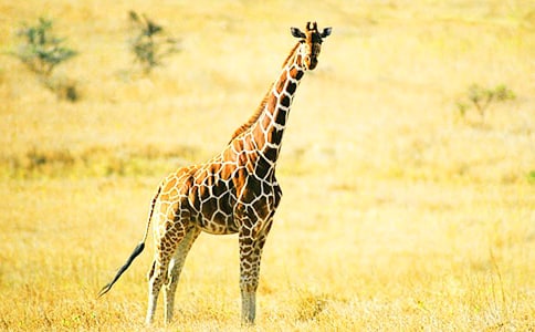 ������g(sh��)�L(zh��ng)�i¹�̰������x18ƪ��