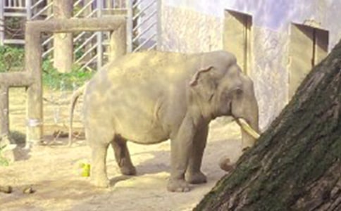 ����ı��ӵ�ͯԒ����