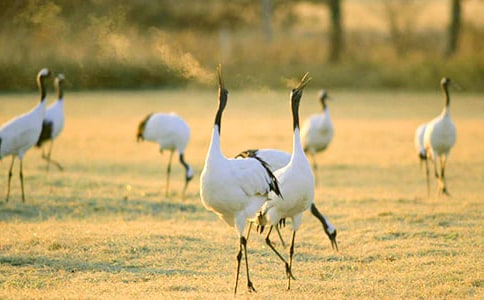 課文美麗的丹頂鶴教學(xué)設(shè)計