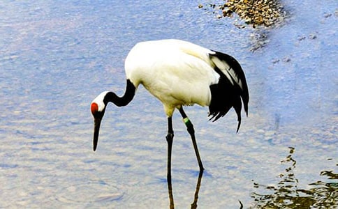 �茑����Q������