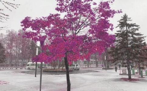 �L(f��ng)ѩ��ɢ��