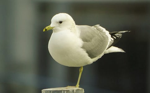 ���t��Ԋ(sh��)���s�ش�Ԋ(sh��)��