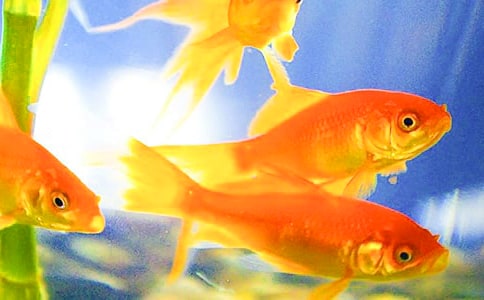 ����Ʒ���ҵ�С���~����15ƪ