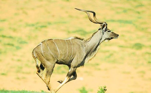 ����ľ��800������