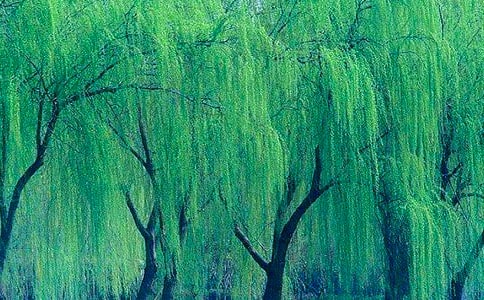 ��������Ԋ��110��