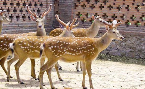 ÷��¹����(9ƪ)