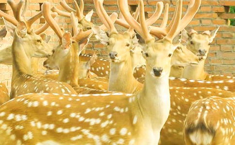 �����÷��¹����