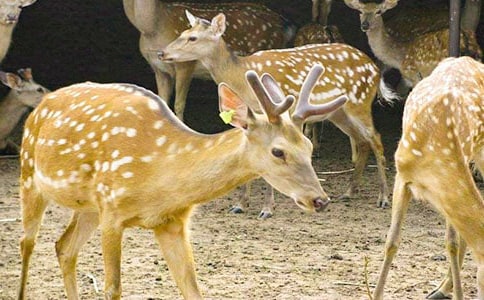 �P(gu��n)��÷��¹�����꼉���ģ����x20ƪ��