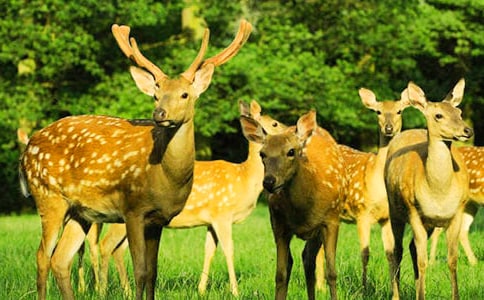 ÷��¹��С��������