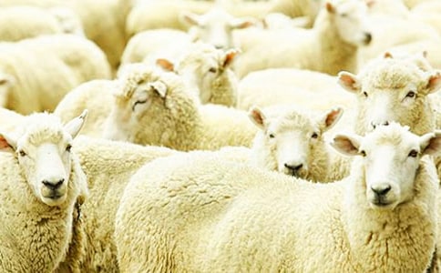 �������˵�С�d��-ͯԒ��������650��