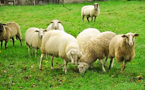 《優(yōu)秀的綿羊》讀后感