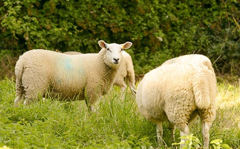 綿羊的追求寓言小故事