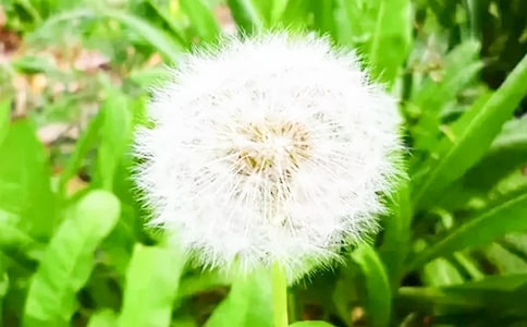 �ѹ�ӢСС����