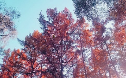 ���ռ�(x��)�Z��(j��ng)��ɢ��