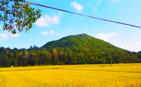 難忘的秋收作文