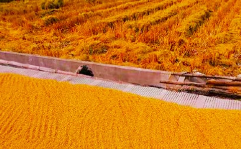 �P����������600�֣�ͨ��51ƪ��