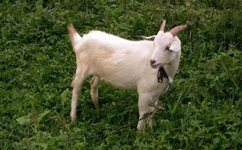 ��ɽ�򲻳����òݡ��x���500�֣�ͨ��10ƪ��