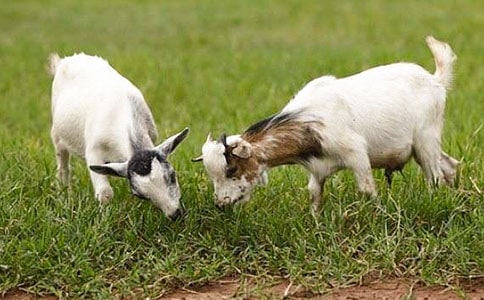 ��ɽ�򲻳����òݡ��x��� ͨ��15ƪ