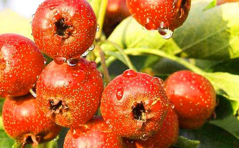 �����ɽ高����ģ�ͨ��17ƪ��