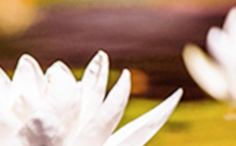 Ψ�������İ�(���x5ƪ)