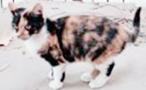 (����)�ɐ۵�С؈����