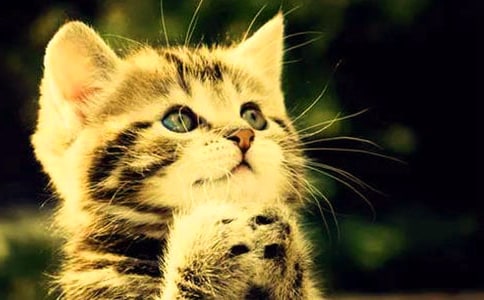 �ɐ۵�С؈����