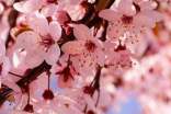 關(guān)于櫻花的唯美文案160句