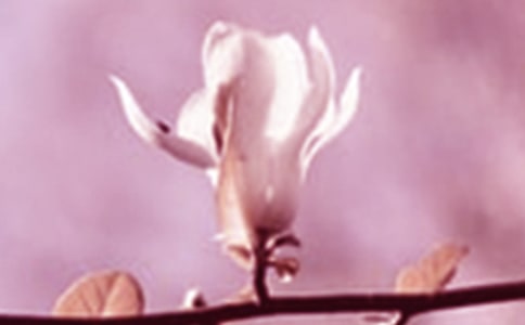 觀察玉蘭花的作文(7篇)