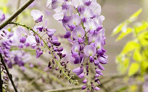 紫藤花作文15篇