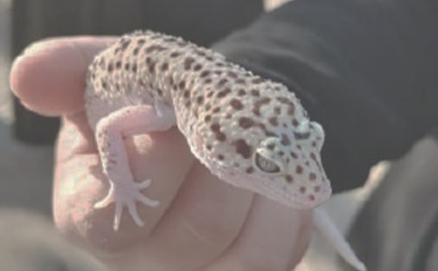 �����β�͔��˿������L��