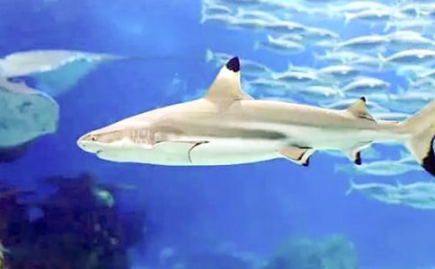 ���ģ��������~�����~ 600��