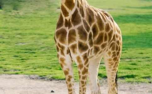 �L�i¹������