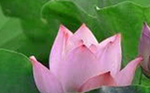 �ɻ���������