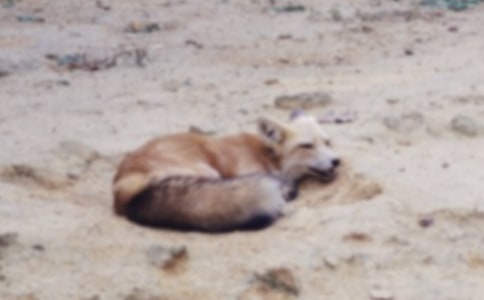 ��؂�c���f����300����ƪ