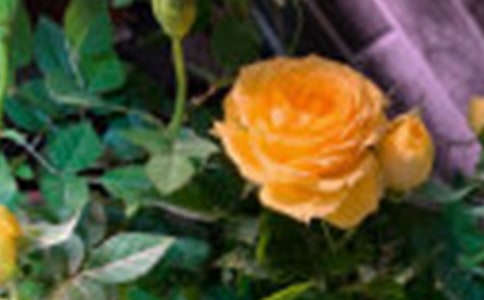 �����T��õ�廨���꼉������ƪ