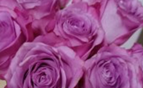 精選玫瑰的驕傲作文300字九篇