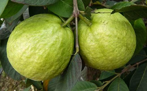 ʯ������꼉����12ƪ