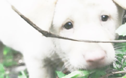 С������ò����(�R��6ƪ)