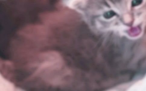 �P(gu��n)���茑С؈��ò���ģ�ͨ��32ƪ��