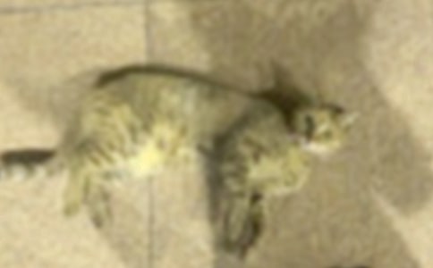 С؈�����ģ���(y��u)�x��