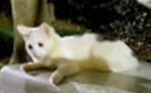 �P(gu��n)���茑С؈��ò���ąR����ƪ