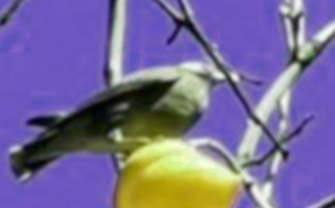 ��׃����һֻС�B(ni��o)-��������