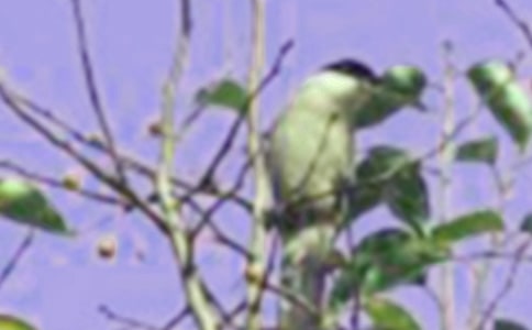 С�B(ni��o)������600���\��3ƪ